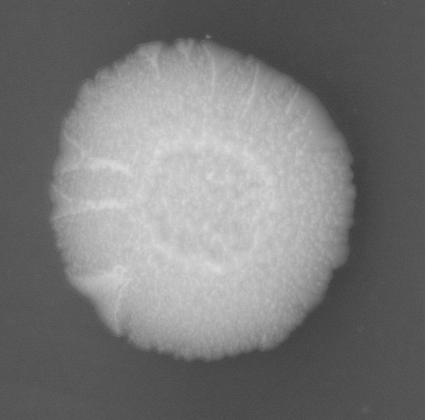CCM_LD_img