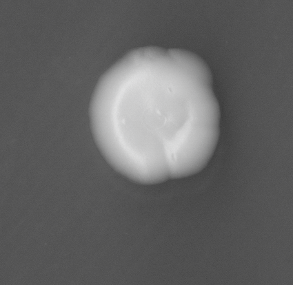 CCM_EtOH_img