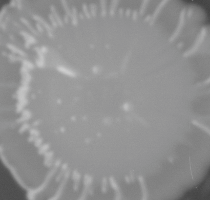 CCM_0.1percent_img
