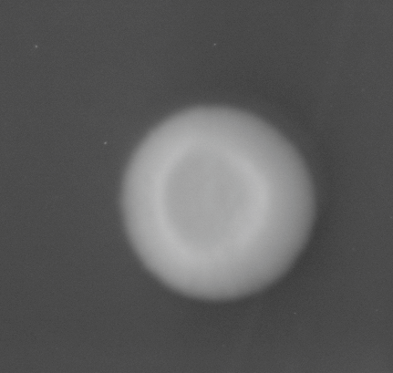 CCM_0.1percent_img
