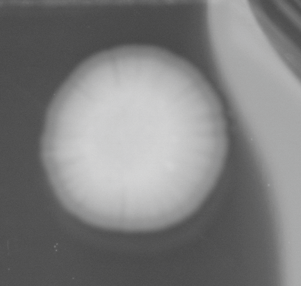 CCM_0.1percent_img