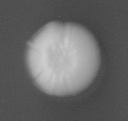 CCM_0.1percent_img