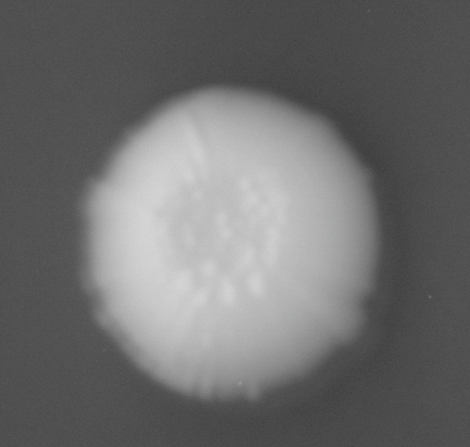 CCM_0.1percent_img