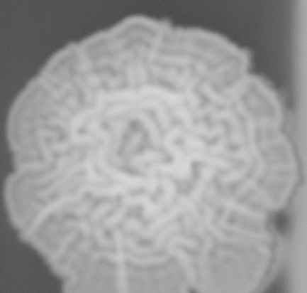 CCM_0.1percent_img