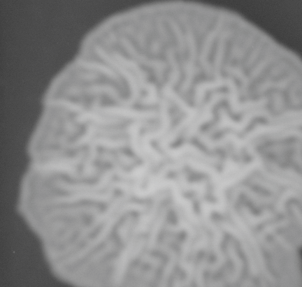CCM_0.1percent_img