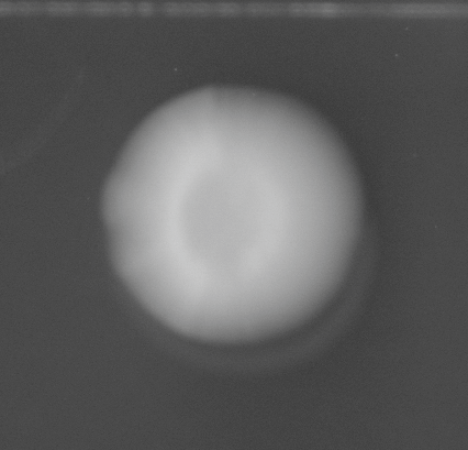 CCM_0.1percent_img