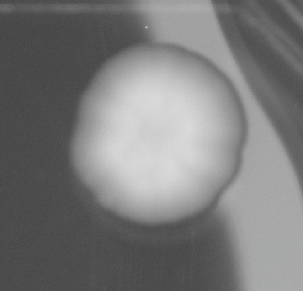 CCM_0.1percent_img