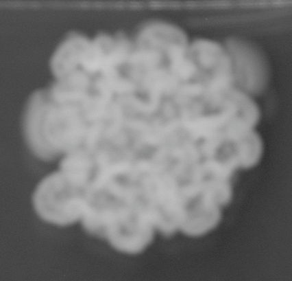 CCM_0.1percent_img