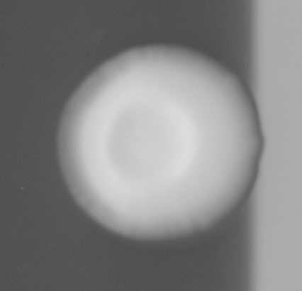 CCM_0.1percent_img