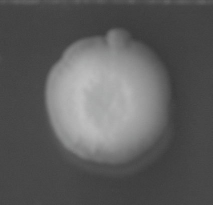 CCM_0.1percent_img