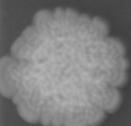 CCM_0.1percent_img