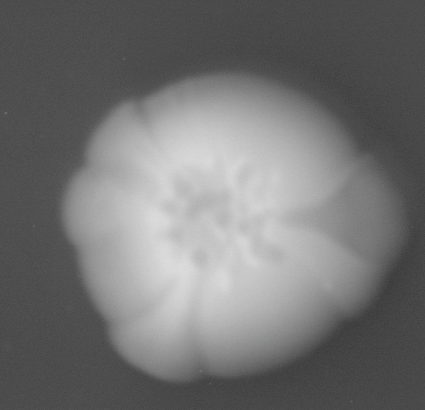 CCM_0.1percent_img