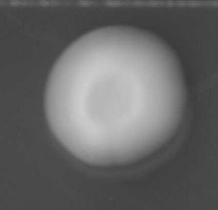 CCM_0.1percent_img