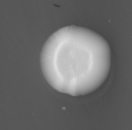 CCM_EtOH_img