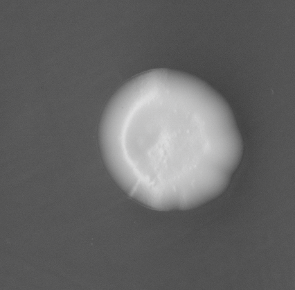 CCM_EtOH_img
