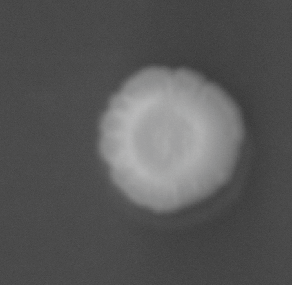 CCM_0.1percent_img