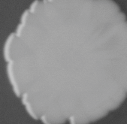 CCM_0.1percent_img
