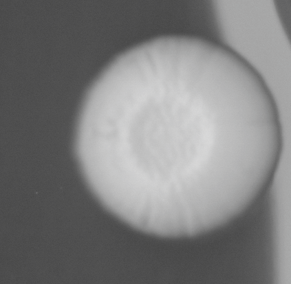 CCM_0.1percent_img