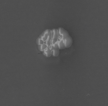 CCM_EtOH_img