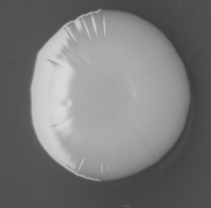 CCM_EtOH_img