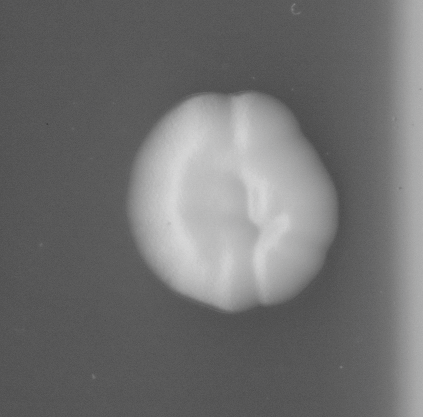CCM_EtOH_img