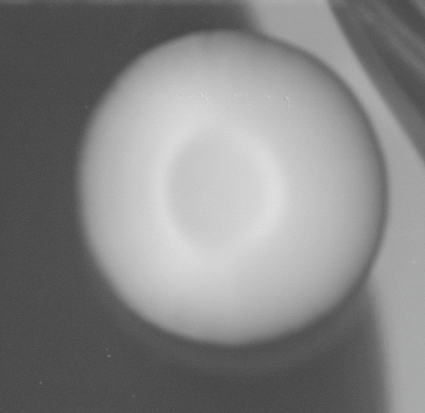 CCM_0.1percent_img