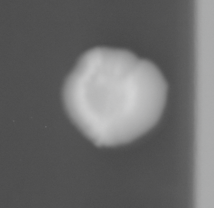 CCM_0.1percent_img