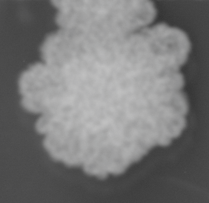 CCM_0.1percent_img