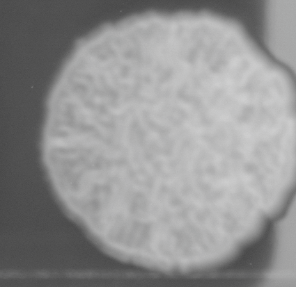 CCM_0.1percent_img