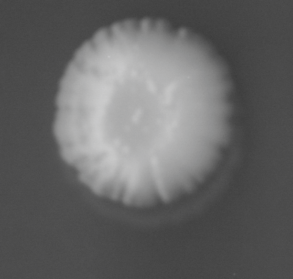 CCM_0.1percent_img