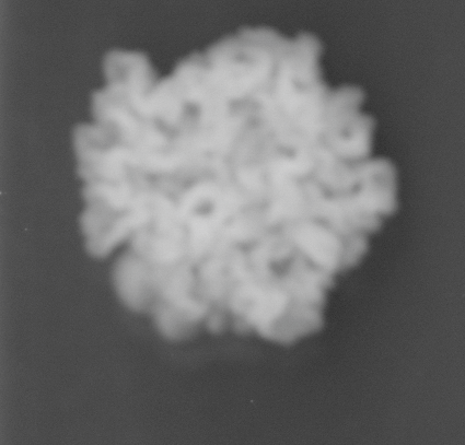 CCM_0.1percent_img