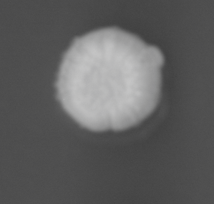 CCM_0.1percent_img