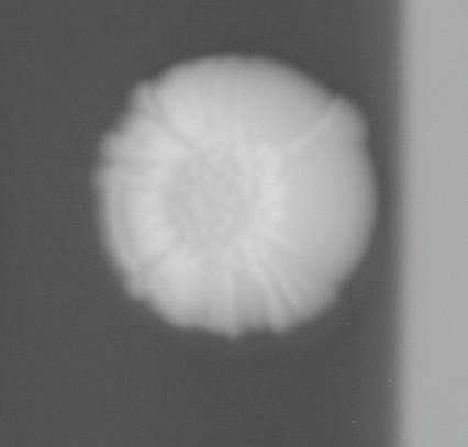 CCM_0.1percent_img