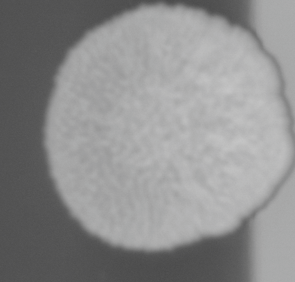 CCM_0.1percent_img