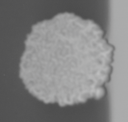 CCM_0.1percent_img