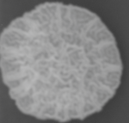 CCM_0.1percent_img