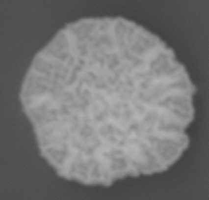 CCM_0.1percent_img