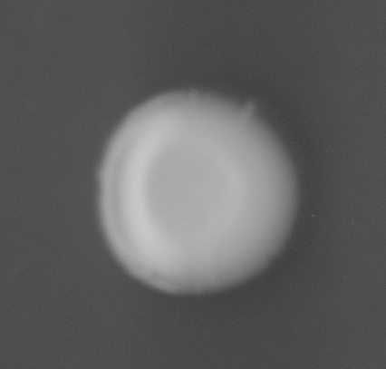 CCM_0.1percent_img
