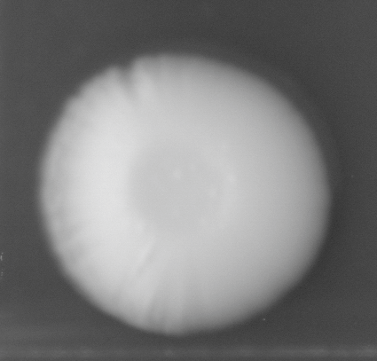 CCM_0.1percent_img
