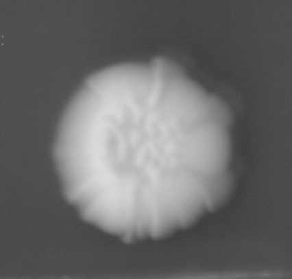 CCM_0.1percent_img