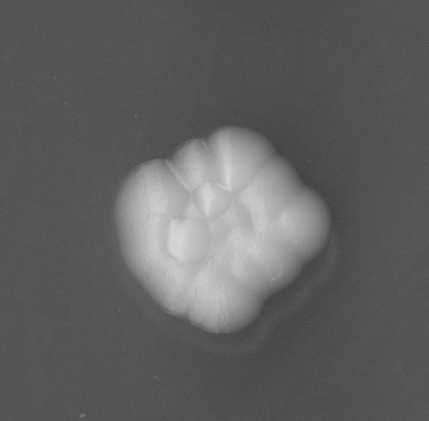 CCM_EtOH_img