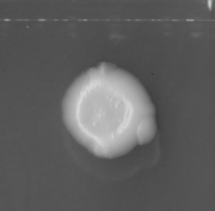 CCM_EtOH_img