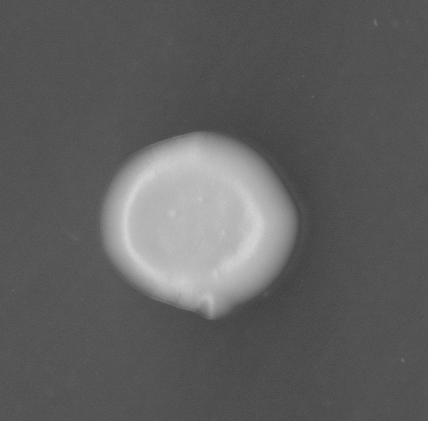 CCM_EtOH_img