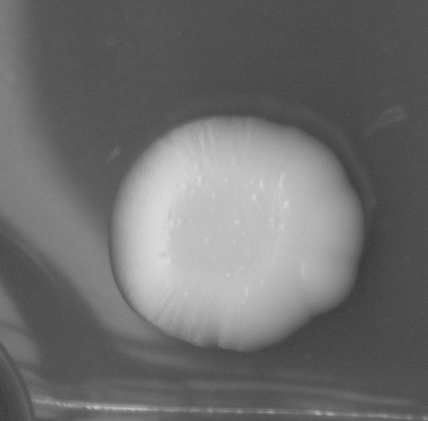 CCM_EtOH_img
