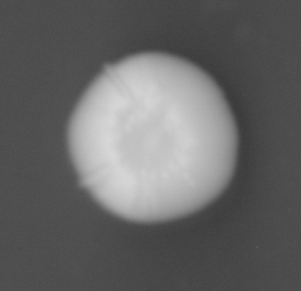 CCM_0.1percent_img
