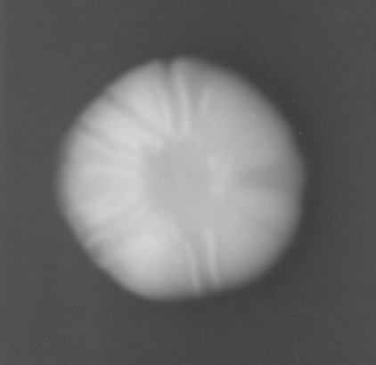 CCM_0.1percent_img