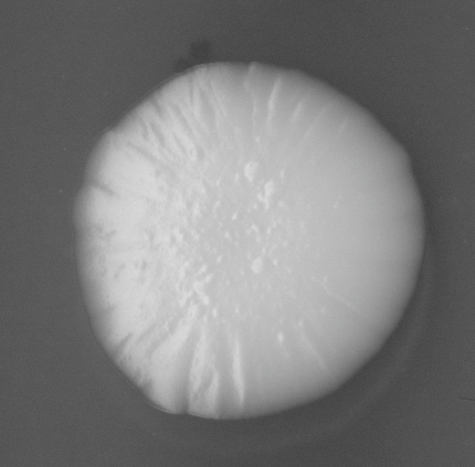 CCM_LD_img