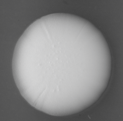 CCM_LD_img