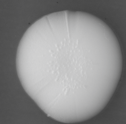 CCM_LD_img