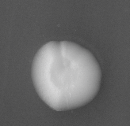 CCM_EtOH_img